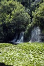 Water lilies on the lake Royalty Free Stock Photo