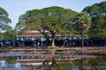 Water lilies at the lake in Siam Reap