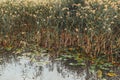 Water lilies in Lake Skadar in Montenegro Royalty Free Stock Photo