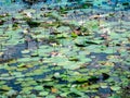 Water lilies in the lake of Yala national park, sri lanka`s most famous wild life park Royalty Free Stock Photo