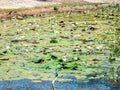 Water lilies in the lake of Yala national park, sri lanka`s most famous wild life park Royalty Free Stock Photo