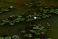 Water lilies-Lemna minor-The water floating plant