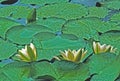 Water Lilies and Lily Pads