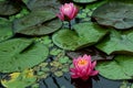 Water Lilies and Lily Pads