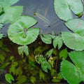 Water lilies on a local pond