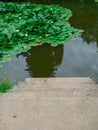 Water lilies or lotus flowers, with reflecting on the water, stairs Summer background Royalty Free Stock Photo