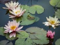 Water lilies `Marliacea Rosea` with pink petals and a frog in the center of the composition Royalty Free Stock Photo