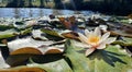 Water lilies in the morning sunlight.