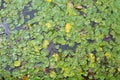 Water Lilies at Muckross lake Killarney Ireland