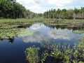 Water lilies in New Engand marsh