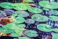 Water lilies - Nymphaeaceae on dark water Royalty Free Stock Photo