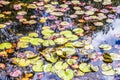 Water Lilies Nymphaeaceae