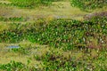 Water lilies in Pantanal wetland near Corumba, Mato Grosso, Brazil, South America