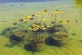 Water lilies in the Park Aivazovsky.Crimea.Partenit Royalty Free Stock Photo