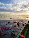 Water Lilies in Patthalung