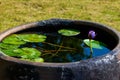 Water lilies are planted in a pottery water tank in a Chinese garden Royalty Free Stock Photo