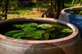 Water lilies are planted in a pottery water tank in a Chinese garden Royalty Free Stock Photo