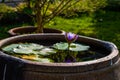 Water lilies are planted in a pottery water tank in a Chinese garden Royalty Free Stock Photo