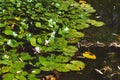 water lilies on the pond. White lotus in the swamp. Royalty Free Stock Photo