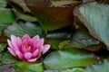 Water lilies in pond Royalty Free Stock Photo