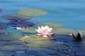 Water lilies pond as a background Royalty Free Stock Photo