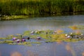 Water lilies on pond background image Royalty Free Stock Photo