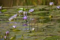 Water lilies on pond background image Royalty Free Stock Photo