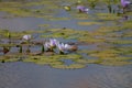 Water lilies on pond background image Royalty Free Stock Photo