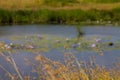 Water lilies on pond background image Royalty Free Stock Photo