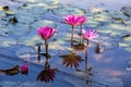 Water lilies on a pond