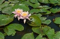Water lilies on a pond with dark water and wide flat green leave