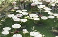 Water lilies in a pond