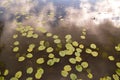 Water lilies on a pond green on blue water Royalty Free Stock Photo