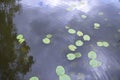 Water lilies on a pond green on blue water Royalty Free Stock Photo
