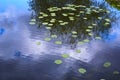 Water lilies on a pond green on blue water Royalty Free Stock Photo