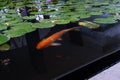 A water lilies pond with Koi fish Royalty Free Stock Photo