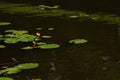 Water lilies in a pond nature background