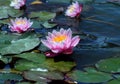 Water lilies Royalty Free Stock Photo