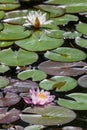 Water Lilies in a Pond Royalty Free Stock Photo