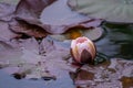 Water lilies in pond Royalty Free Stock Photo