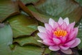 Water lilies in pond Royalty Free Stock Photo