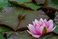 Water lilies in pond Royalty Free Stock Photo