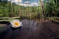 Water lilies in a pond, white lilies