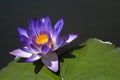 Water lilies with purple flower Royalty Free Stock Photo
