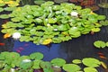 Water lilies and red fish in the pond Royalty Free Stock Photo