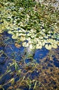 Water lilies and reeds in the sun Royalty Free Stock Photo