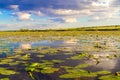 Water lilies on the river