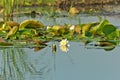 Water lilies in the river