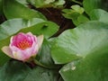 Water lilies spatterdock rose photo background