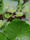 Water lilies rose photo background spatterdock